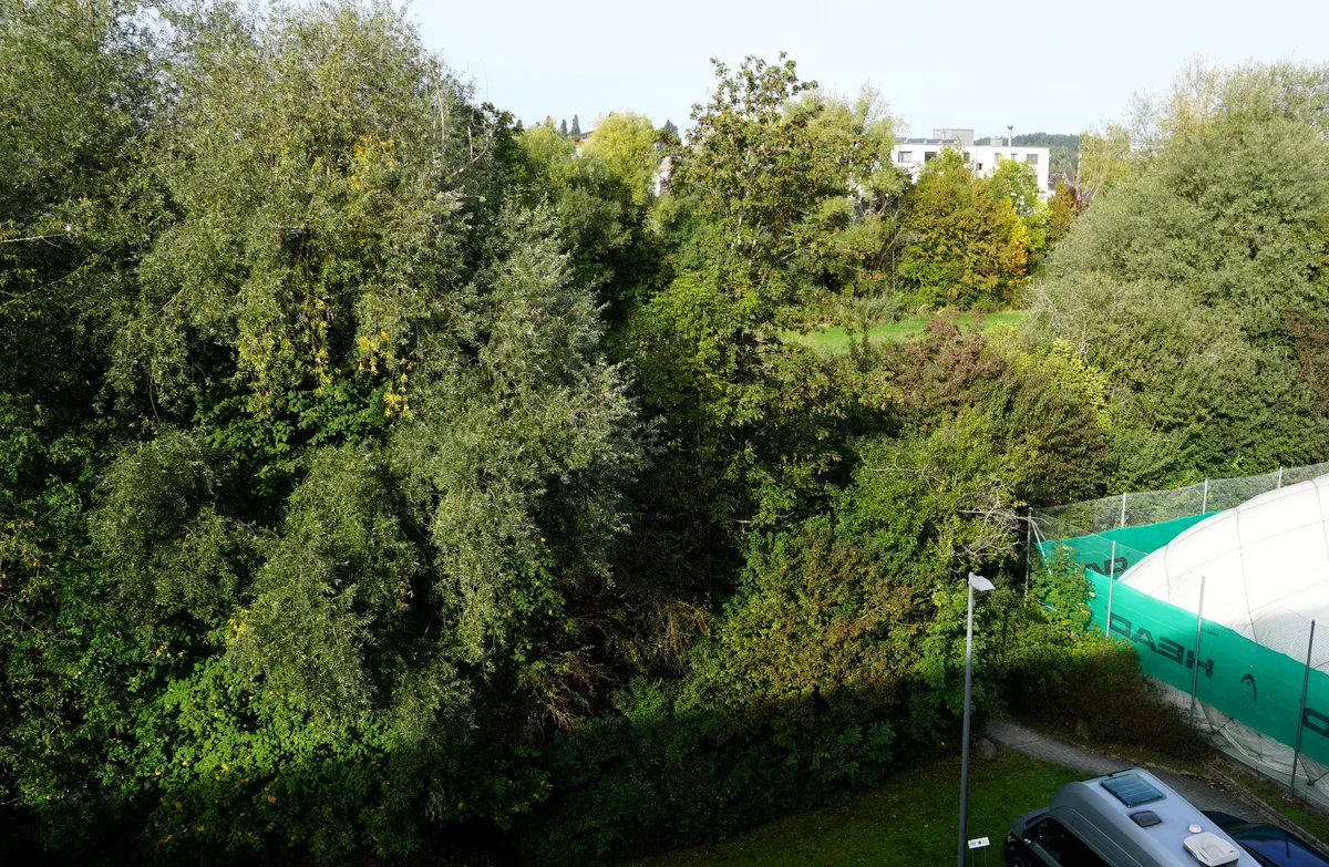 Man sieht einen Wald entlang dem Fluss.